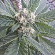 Mix Fast Bud RF3