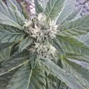 Mix Fast Bud RF3