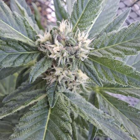 Mix Fast Bud RF3