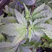 GMO x Sherb Crasher