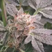 Tiger Paws/Velvet Cream