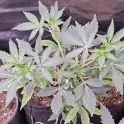 Pure MICHIGAN BX