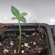 Bank Roll : Pave X Gas Drop