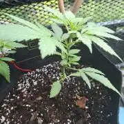 Mix Fast Bud RF3