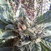 Mix Fast Bud RF3