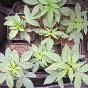 GMO x Sherb Crasher