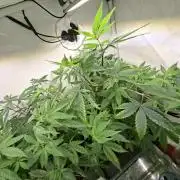 GMO x Sherb Crasher