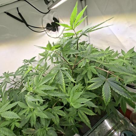 GMO x Sherb Crasher