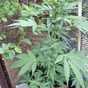 Mix Fast Bud RF3