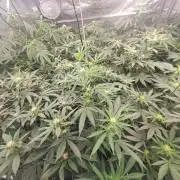 Tiger Paws/Velvet Cream