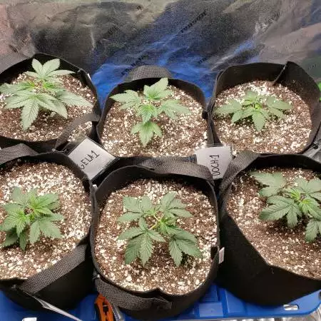 2020 Grow #3