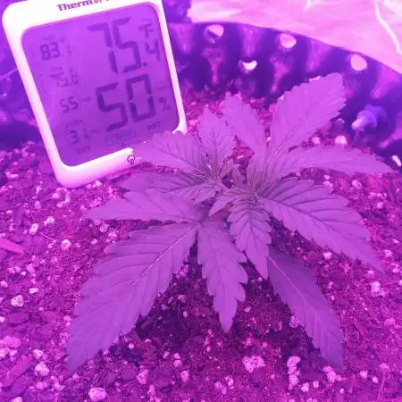 Auto Northern Lights x Gas Hog by Sofem