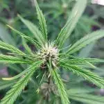 ORIGINALS FASTBUDS
