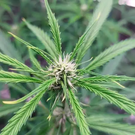ORIGINALS FASTBUDS