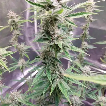 ORIGINALS FASTBUDS