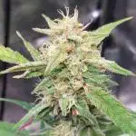 ORIGINALS FASTBUDS