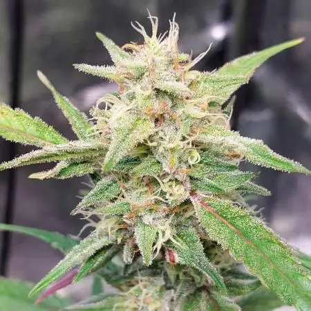 ORIGINALS FASTBUDS
