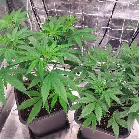 ORIGINALS FASTBUDS