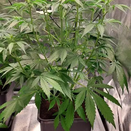GORILLA COOKIES AUTO