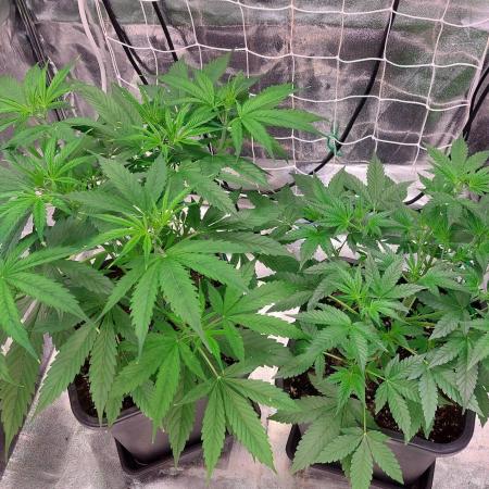 ORIGINALS FASTBUDS
