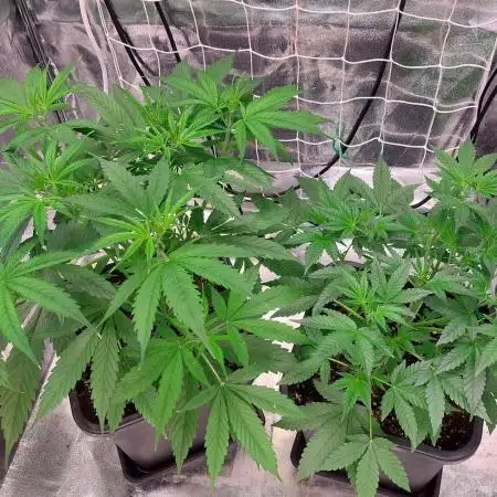ORIGINALS FASTBUDS