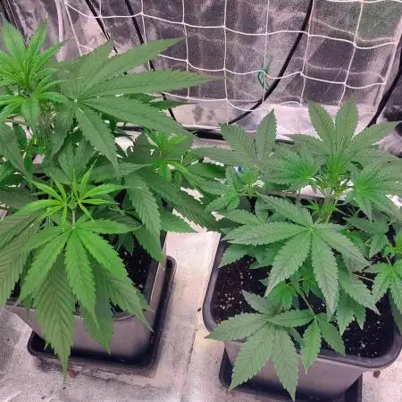 ORIGINALS FASTBUDS