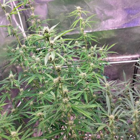 ORIGINALS FASTBUDS