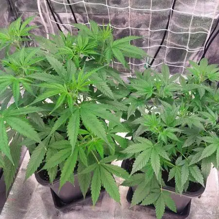 ORIGINALS FASTBUDS