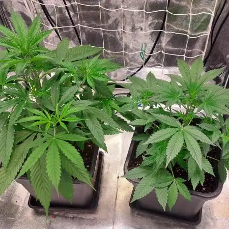 ORIGINALS FASTBUDS
