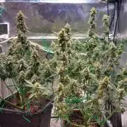 The Pineapple Milky Way F1 Express