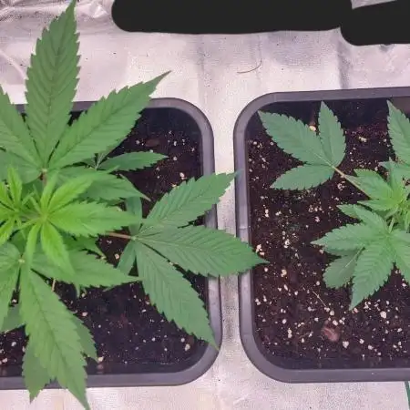 ORIGINALS FASTBUDS