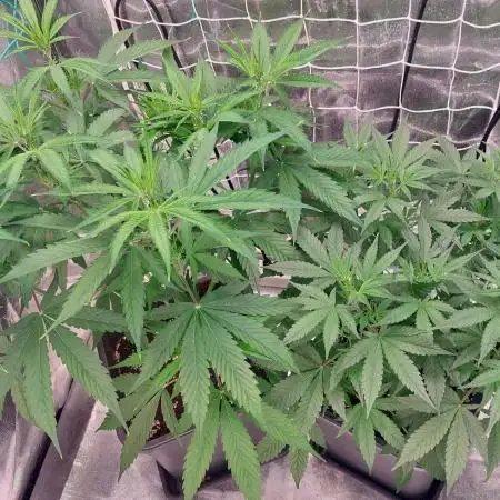 ORIGINALS FASTBUDS
