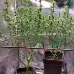 ORIGINALS FASTBUDS