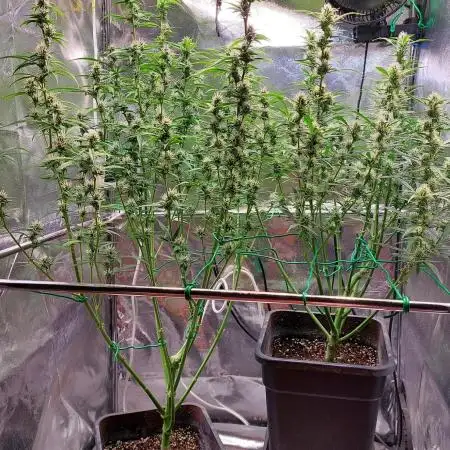 ORIGINALS FASTBUDS