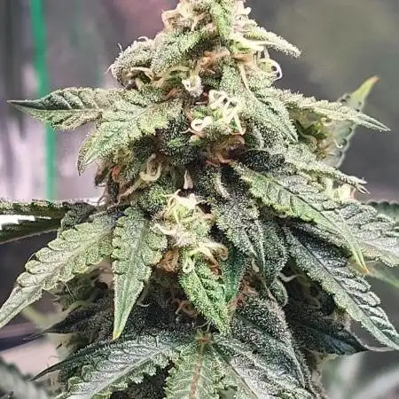 SOUR JEALOUSY AUTO LIGHTMIX
