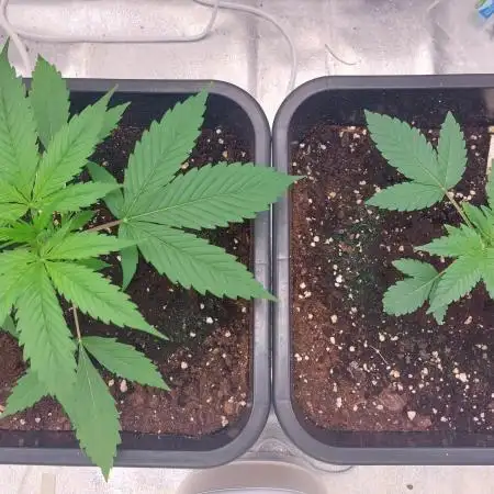 ORIGINALS FASTBUDS