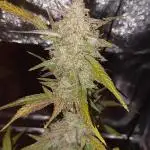 ORIGINALS FASTBUDS