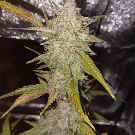 ORIGINALS FASTBUDS