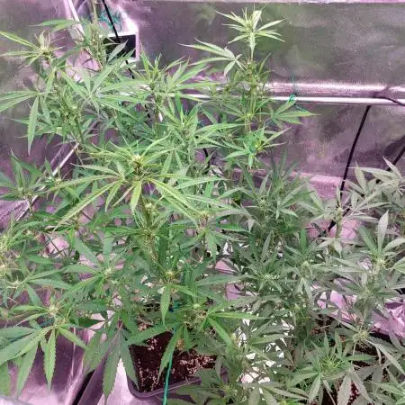 ORIGINALS FASTBUDS