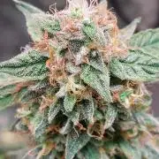 The Pineapple Milky Way F1 Express