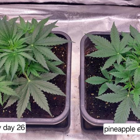 The Pineapple Milky Way Express