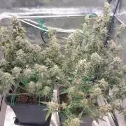 The Pineapple Milky Way F1 Express