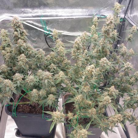 The Pineapple Milky Way F1 Express