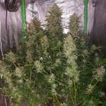 GORILLA COOKIES! DWC