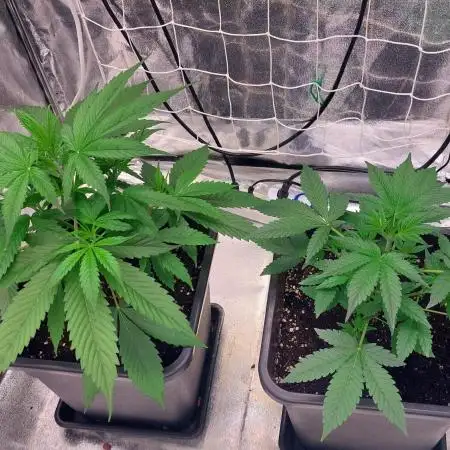ORIGINALS FASTBUDS