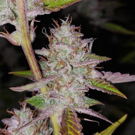ORIGINALS FASTBUDS