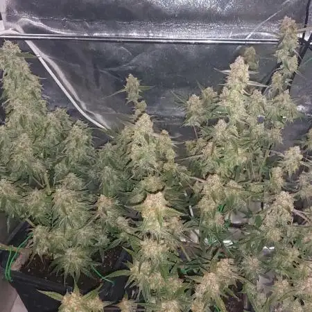 The Pineapple Milky Way F1 Express