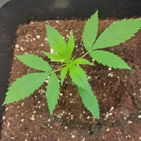 ORIGINALS FASTBUDS