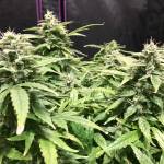 Sour Diesel Auto DWC