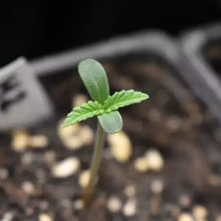 Breedbros Mandarin Zkittlez x Lemon Skuk